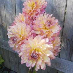 Thumb of 2021-10-14/honnat/d3f881