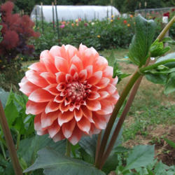Thumb of 2021-10-20/teddahlia/ee15f0
