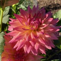 Thumb of 2022-07-28/AndreaB/6ac654