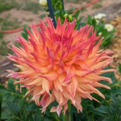 Thumb of 2022-08-07/edewitt/78b9ca
